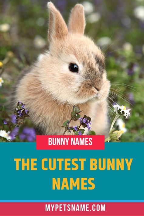 If you agree that bunnies are perhaps the cutest creatures on earth, you'll also agree that they deserve cute bunny names. We've comprised a list of just that, to help you choose an adorable name for your rabbit. Check it out! #cutebunnynames #bunnynames #rabbitnames Unique Bunny Names, Names For Bunnies, Cute Bunny Names List, Bunny Names Ideas, Female Rabbit Names, Cool Pet Names, Cute Pet Names, Female Rabbit, Easter Bunny Pictures