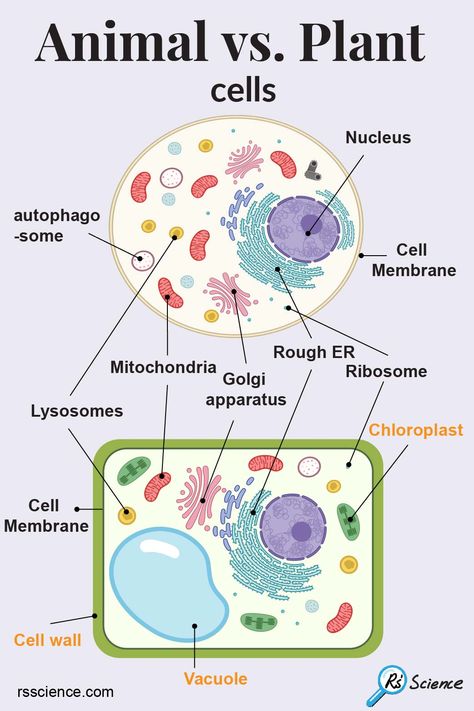 Plant cells and animal cells have many in common. They both have essential organelles including a nucleus, mitochondria, cell membrane, ribosomes, endoplasmic reticulum (ER), Golgi apparatus, lysosomes, peroxisomes, and cytoskeleton.

In addition to these common features, plant cells have three unique cellular structures or organelles that animal cells do not have – Cell wall, Vacuole, and Chloroplast. Plants And Animals Cells, Structure Of Animal Cell, Animal Cell Organelle Functions, Plant Cells And Animal Cells, Biology Notes Animal And Plant Cells, Plant And Animal Cells Project, Vacuole Plant Cell, Plant Cell And Animal Cell Diagram, Plant And Animal Cell Project