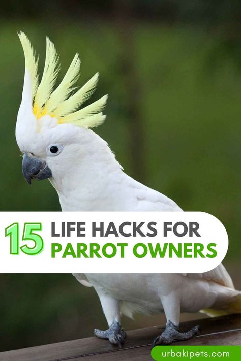 Parrot owners, rejoice! We understand the joy and challenges that come with having these vibrant and intelligent birds as companions. That's why we've compiled 15 Life Hacks for Parrot Owners that are both cheap and easy to make your feathered friend's life even better. DIY Foraging Toys: Keep your parrot mentally stimulated by creating budget-friendly foraging toys using household items. Fresh Produce Rotation: Introduce a variety of fruits and vegetables to your parrot's... Bird Foraging Toys Diy, Diy Toys For Parrots, Diy Parrot Perch, Parrot Toys Diy, Bird Tricks, Creating Budget, Parrot Enrichment, Parrot Habitat, Diy Parrot Toys