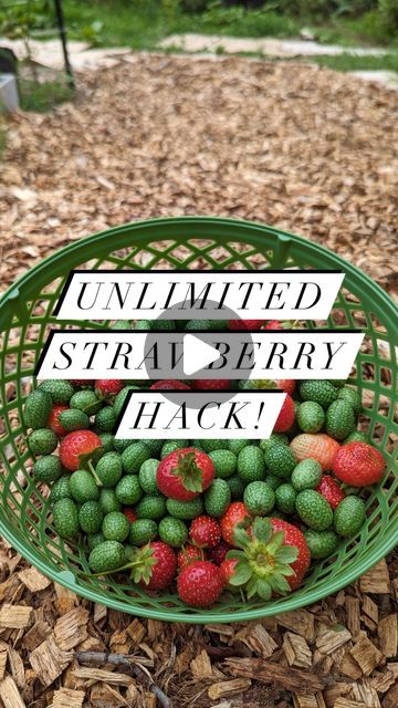 Joshua Meekins on Instagram: "The way strawberry plants spread is amazing! They’re clones of the original plant, growing faster than starting from seed. Do you have any strawberry runners currently growing?  From May 2023  #strawberries #strawberry #gardening #growyourownfood" Strawberry Plant Cover, Indoor Strawberries, Strawberry Garden Ideas, Vertical Strawberry Garden, Best Way To Grow Strawberries, Strawberry Gardening, Strawberry Seedlings, Strawberry Growing, Strawberry Runners