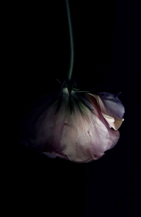 Billy Kidd, Michel De Montaigne, Midnight Garden, Dark Flowers, Dramatic Lighting, Flower Beauty, Still Life Photography, Love Flowers, Flowers Photography