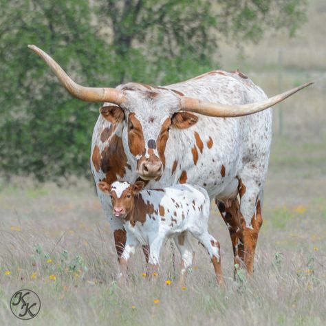 Cattle Pictures, Texas Longhorn Cattle, Nguni Cattle, Roping Dummy, Long Horns, Cow Photography, Bucking Bulls, Longhorn Cattle, Eagle Painting