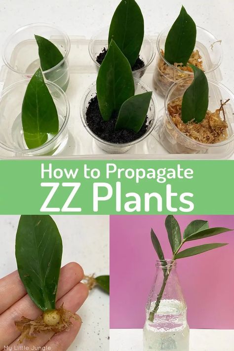 Propagating Plants In Water Tips, Propagating Leaves In Water, How To Propagate Indoor Plants, Zz Plant Propagation Leaves, Planting Propagated Plants, Botanical Accent Wall, How To Propagate Plants In Water, Black Zz Plant Care, Propagating Plants In Water