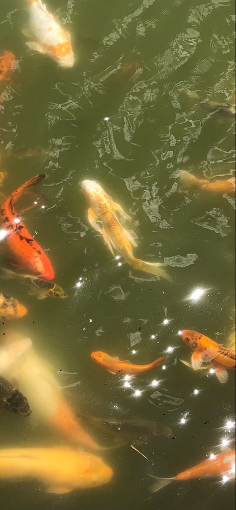 Cute Koi Fish Wallpaper, Wallpaper Backgrounds Fish, Koi Fish Phone Wallpaper, Aesthetic Koi Fish Wallpaper, Koi Wallpaper Iphone, Wallpaper Iphone Fish, Koi Widget, Wallpaper Backgrounds Japan, Light Feminine Aesthetic Wallpaper