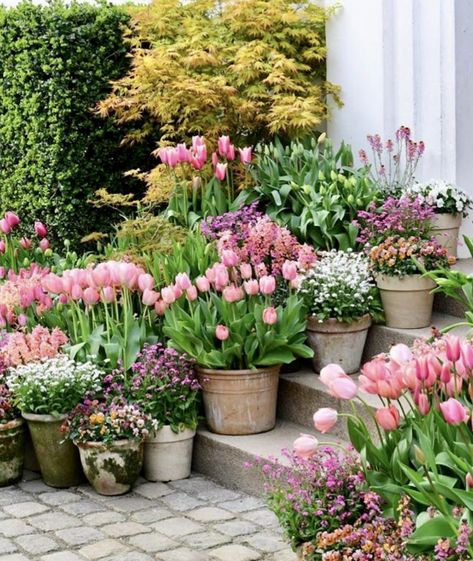 Provence Patio Ideas, Flower Color Schemes Garden, Parisian Courtyard Garden, Patio Container Gardening Design, Autumn Flower Pots, Potted Cut Flower Garden, Savoury Potluck Ideas, Builder Grade Backyard Makeover, Early Spring Porch Decor