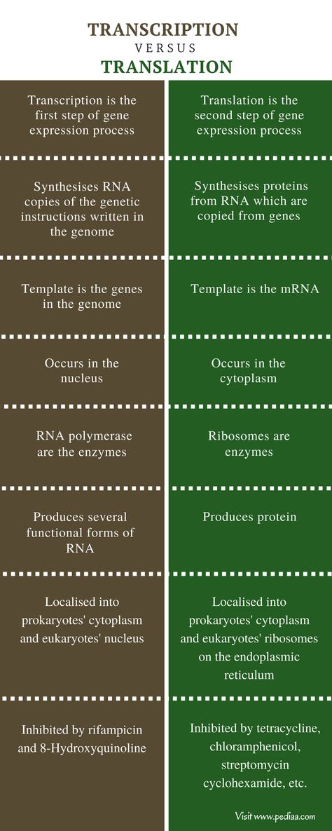 Difference Between Transcription and Translation | Definition, Process, Characteristics, Comparison Transcription And Translation Biology, Translation And Transcription, Transcription And Translation Notes, Transcription Biology, Transcription Notes, Translation Biology, Dna Transcription And Translation, Biology Assignment, Dna Transcription