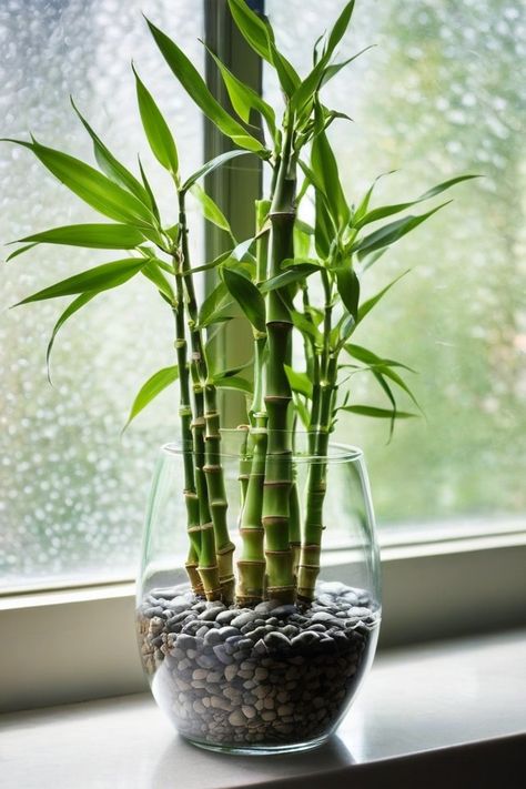 6 Tactics To Grow Lucky Bamboo Indoors Lucky Bamboo Plants Decor, Lucky Bamboo In Water, Bamboo Plants Indoor, Bamboo Indoor Plant, Lucky Bamboo Decor, Bamboo Plant Indoor, Indoor Bamboo Plant, Bamboo Plant Decor, Bamboo Plant Care