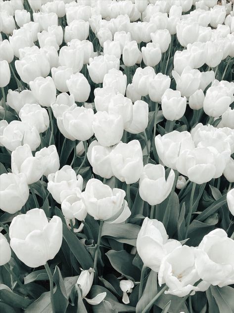 White Wappalper, Cute White Photos, Off White Aesthetic Background, R O S I E White Wallpaper, White Chic Aesthetic, White Asethic Pictures, Aesthetic White Photos, Aesthetic White Pics, White Things Aesthetic