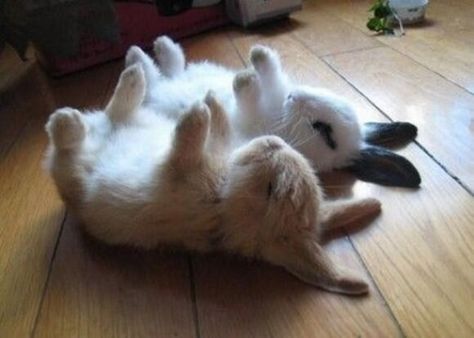 These two who are just the absolute cutest napping partners on this green earth. | 23 Bunnies Nappin' Energizer Bunny, Sleeping Bunny, Funny Bunnies, Baby Bunnies, Sweet Animals, Cute Creatures, Funny Animal Pictures, 귀여운 동물, Animals Friends