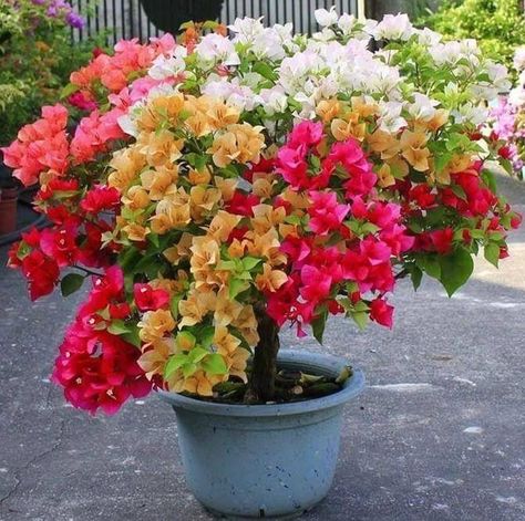 Plant Architecture, Bougainvillea Tree, Bougainvillea Bonsai, Bougainvillea Flower, Kaktus Dan Sukulen, Creative Garden Decor, Bonsai Tree Types, Flower Garden Plans, Patio Flowers