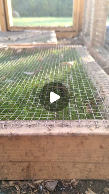 Growing Grass In Chicken Coop, Grass Box For Chickens, Chicken Grass Trays, Grass In Chicken Run, Chicken Grass Feeder Ideas, Cheap Chicken Coop Ideas, Chicken Garden Ideas, Grass For Chickens, Chicken Coop Landscaping Ideas