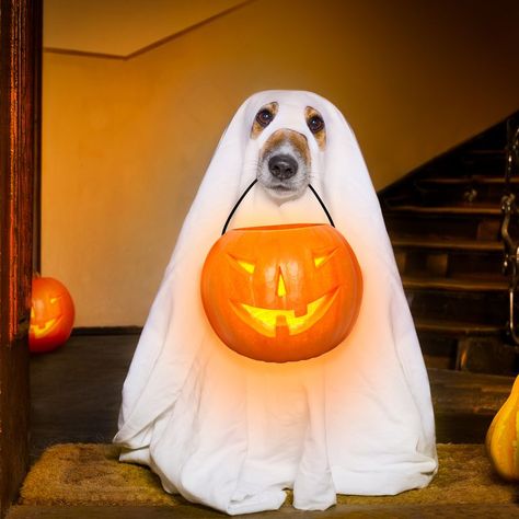 funny ghost jokes Ghost Jokes, Funny Halloween Jokes, Halloween Jokes, Greenfield Puppies, Hallowen Ideas, Clever Halloween Costumes, Scared Cat, Ghost Dog, Funny Ghost