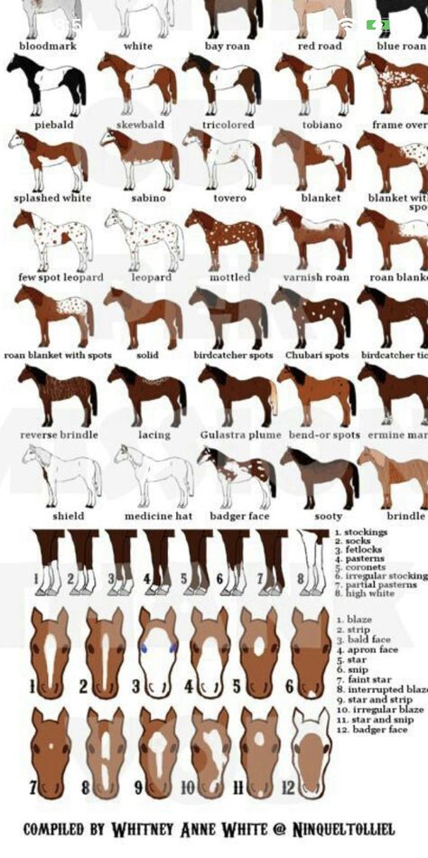 Paint Horse Breed, Animal Genetics, Horse Color Chart, Horse Colours, Funny Horse Videos, Horse Markings, Horse Coat Colors, Artist Tutorials, Fire Icons