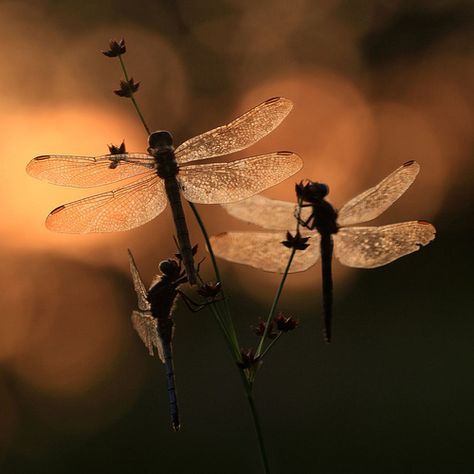 Sleeping dragonflies ~ photographer Rik Janssen   . . . .   ღTrish W ~ http://www.pinterest.com/trishw/  . . . .  #beauty #nature #dragonfly Foto Macro, On The Wings Of Love, Dragon Flys, Damselflies, Dragonfly Dreams, Dragonfly Art, Beautiful Bugs, Animal Totems, Dragonflies