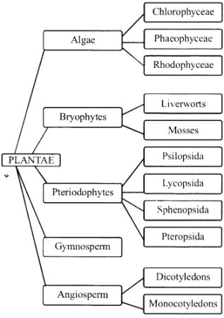 NCERT Solutions for Class 11 Biology Chapter 3 Plant Kingdom – NCERT MCQ Algae Notes Class 11, Plant Kingdom Notes Class 11 Neet, Plant Kingdom Notes Class 11, Plant Kingdom Notes, Ncert Biology Class 11, Class 11 Biology Notes, Botany Notes, Ncert Biology, Biology Class 11