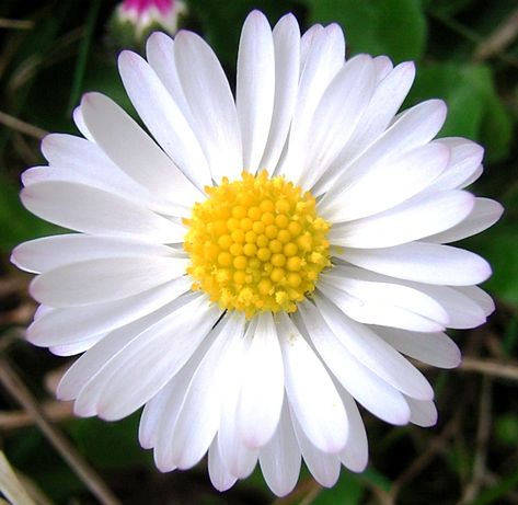 MACRO FLOWER Nature, Margaritas, Daisy Flower Pictures, Flowers List, Popular Wedding Flowers, Pictures Of Spring Flowers, Time Budget, White Daisy Flower, Daisy Top