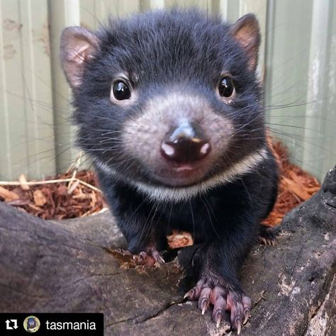 Devils in Danger Foundation on Instagram: “Thanks for sharing our picture of Quake, @tasmania we think she is adorable! Don't forget Quake is available for 'adoption' to help raise…” Tazmanian Devil, Tasmanian Devil, Wildlife Sanctuary, Animal Species, Silly Animals, Anatomy Reference, Wildlife Animals, Beautiful Animals, Unique Animals