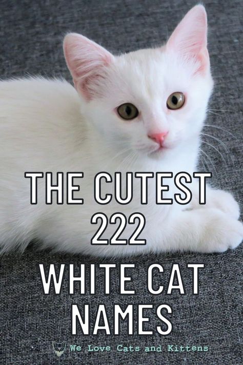 Check out these 222 cutest names for white kitties! Female Cat Names Unique, Male Cat Names Unique, Kitten Names Boy, Cat Names Girl, Kitten Names Unique, Kitten Names Girl, Grey Cat Names, Calico Cat Names, Boy Cat Names