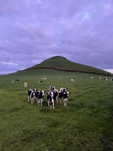 Cows, life in the village | Beautiful and smart animals | Azores Azores Aesthetic, Terceira Azores, Smart Animals, Sao Miguel Azores, Portugal Country, Azores Islands, Azores Portugal, São Miguel Island, Island Vibes