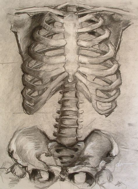 ribcage sketches Rib Cage Drawing, Human Ribs, Human Rib Cage, Bone Drawing, Art Unit, Drawing Anatomy, Skeleton Anatomy, Skeleton Drawings, Gcse Art Sketchbook