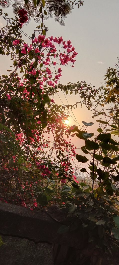 Nature Snap Stories, Snapchat Flowers Pics, Evening Vibes Insta Story, Evening Snaps Snapchat, Flower Aesthetic Instagram Story, Saree Snap, Photo Hilight Instagram, Evening Snap, Sky Snap