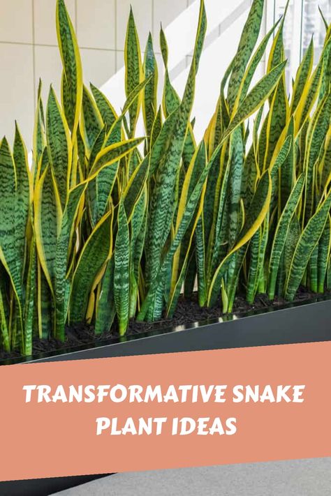 Transformative Snake Plant Ideas Snake Plant Wall Planter, Snake Plant Room Divider, Plant Tray Ideas, Snake Plant Display, Outdoor Snake Plant Ideas, Snake Plant Indoor Decor Ideas, Indoor Snake Plant Decor, Indoor Snake Plant, Snake Plant Decor Living Rooms