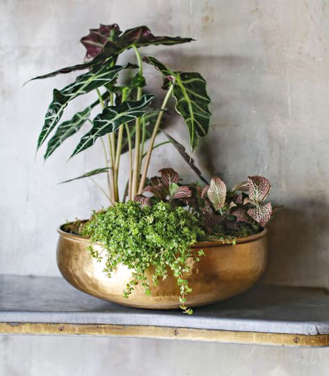 Compose eye-catching combos for your houseplants like the one pictured here. Click or tap for more fresh ideas for houseplants from Tara Heibel, co-owner of Chicago’s home and garden shop Sprout Home and co-author of Rooted in Design. (Photography © 2015 by Ramsay de Give and Maria Lawson.) Garden Dish Ideas, Plants Arrangements Ideas, Live Plant Arrangements, Dish Garden Ideas Plants, Houseplant Arrangements, Dish Garden Ideas, Tabletop Garden, Plants Arrangement, Dish Gardens