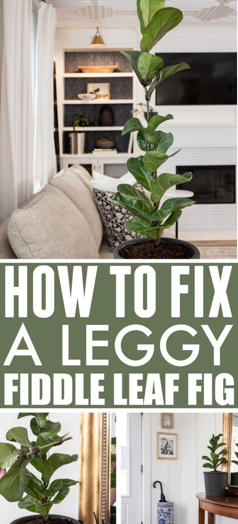 How to Fix a Leggy Fiddle Leaf Fig Plant - The Creek Line House Fig Plants, Fig Leaf Tree, Fiddle Leaf Fig Care, Fiddle Leaf Fig Plant, Fiddle Tree, Dream Garden Backyards, Fiddle Leaf Tree, Fig Plant, Fiddle Fig