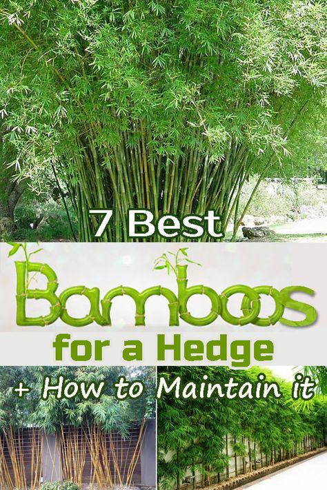 Backyard Trench Ideas, Bamboo Trees For Privacy, Bamboo Potting Ideas, Live Bamboo Fence, Bamboo In Garden Design, Bamboo Landscaping Ideas Backyards, How To Grow Bamboo Outdoors, How To Grow Bamboo In Pots, Bamboo Farming