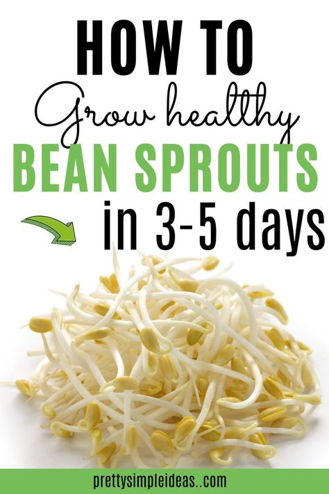 Best Sprouts To Eat, Diy Bean Sprouts How To Grow, Growing Bean Sprouts At Home, How To Grow Bean Sprouts, Recipes For Bean Sprouts, How To Eat Sprouts, Bean Sprouts Benefits, Sprout Benefits, Growing Bean Sprouts