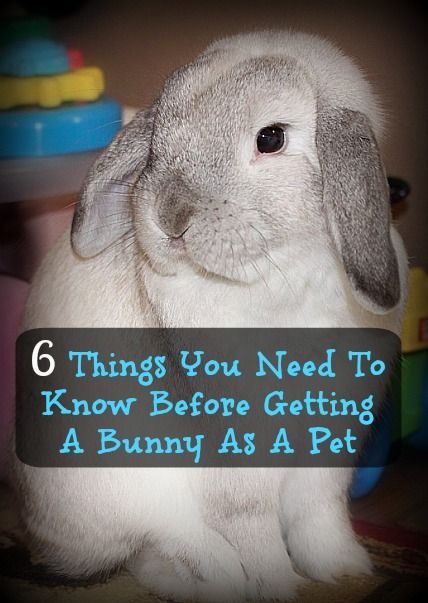 6 Things You Need To Know Before Getting A Bunny As A Pet | Emily Reviews Classroom Bunny Pet, Rabbit As A Pet, Things To Know About Bunnies, Rabbit Pet Care, Raising Rabbits For Pets, How To Care For A Bunny, Bunny Accessories Pet, Bunnies As Pets, Bunny As A Pet