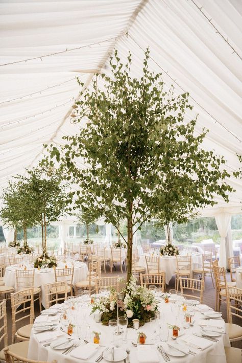 Wedding Centre Piece Ideas, Tree Centrepiece Wedding, Olive Tree Wedding, Centre Piece Ideas, Wedding Tent Ideas, Gala Centerpieces, Summer Picnic Party, Wedding Trees, Marquee Decoration