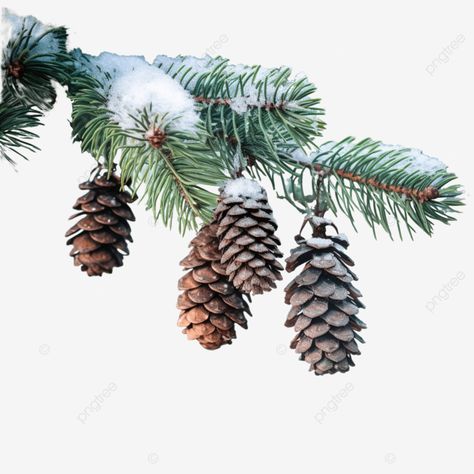 green spruce branches with pine cones covered with snow in winter forest part of the christmas tre Snow Covered Pine Trees, Spruce Branch, Winter Branches, Botanical Christmas, Christmas Tree Snow, Christmas Tree Branches, Pine Branches, Water Colours, Window Ideas