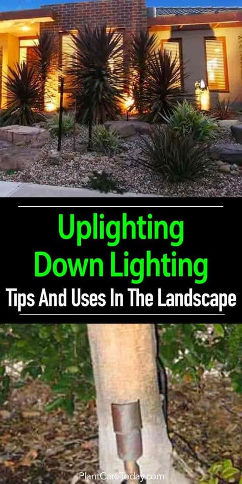 Ever heard of the term “uplighting”? Landscape lighting, with its popularity growing and its impact in home garden design, is still overlooked... [LEARN MORE] Landscape Lighting Design, Down Lighting, Lighting Tips, Outdoor Landscape Lighting, Front Yards, Landscape Edging, Outdoor Landscape, Landscape Design Plans, Home Garden Design