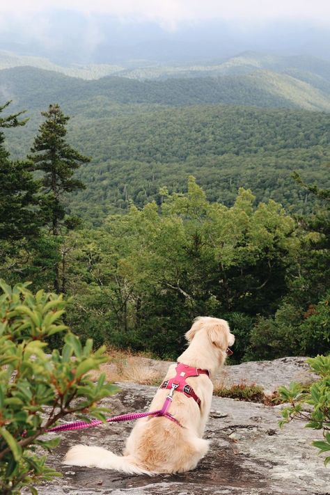 Dog Adventure Aesthetic, Dog Nature Aesthetic, Dog Harness Aesthetic, Dog Hiking Aesthetic, Traveling With Dog, Dogs Traveling, Hiking With Dog, Dog Vacation, Traveling With Dogs