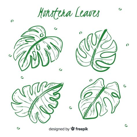 Hand drawn monstera leaves. Download thousands of free vectors on Freepik, the finder with more than 3 millions free graphic resources Monster Leaf Drawing, Monstera Plant Drawing Simple, Monstera Leaf Illustration, How To Draw Leaves, Monstera Leaf Drawing, Monstera Plant Drawing, Monstera Line Art, Monstera Tattoo, Leaves Sketch