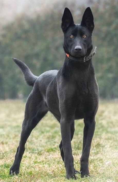 Large Black Dog, Belgian Malinois Puppies, Black Shepherd, Malinois Puppies, Belgian Malinois Dog, Malinois Dog, Belgian Shepherd, Pretty Dogs, Belgian Malinois