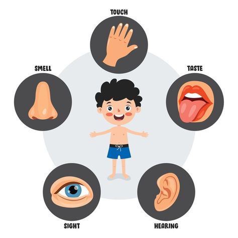 5 Sense Organs Chart, Sense Organs Chart, Kindergarten Activity Sheets, Five Senses Preschool, Sense Organs, Cursive Worksheets, Senses Preschool, Human Body Science, My Five Senses