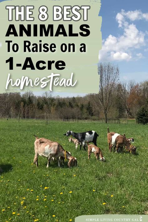 Looking to start your own homestead on just 1 acre of land? This list of our top 8 animals that are perfect for your small-space farm. This guide lists out the best animals for 1 acre homesteads, how much room they need to thrive, where to locate their housing and the benefits to consider before deciding to add them to your homestead. From chickens and goats to rabbits and bees, we've got you covered 2acre Farm Layout, List Of Farm Animals, Small Farm Ideas Homesteads, Farm Animals For Homestead, One Acre Garden, How To Build A Homestead, Homestead Animal Layout, Diy Farming Ideas, 2acre Homestead