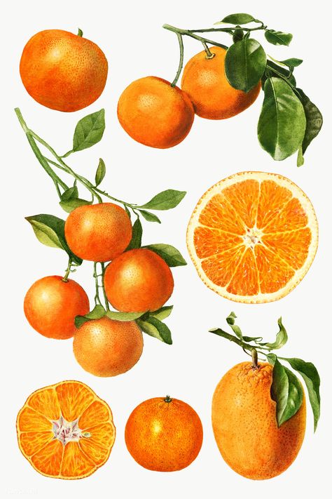 Orange Botanical Illustration, Fruit Vintage Illustration, Orange Plant Illustration, Oranges Artwork, Oranges Reference, Oranges With Leaves, Painting Oranges Fruit, Orange Images, Drawing Orange