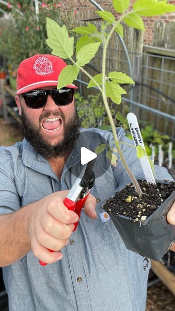 Destin Noak on Instagram: "Tips for Growing More Tomatoes in 2024!" Tomato Tree, Pruning Tomato Plants, Growing Tomato, Tips For Growing Tomatoes, Texas Garden, Growing Tomato Plants, Garden Boxes Diy, Growing Tomatoes In Containers, Garden Magic