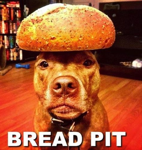 Brad Pitt's Dog Helps Him Prepare for a New Roll Funny Baby Images, American Funny Videos, Pit Dog, Dog Puns, Funny Dog Photos, Funny Pictures For Kids, Funny Dog Pictures, Funny Dog Videos, Funny Cat Pictures