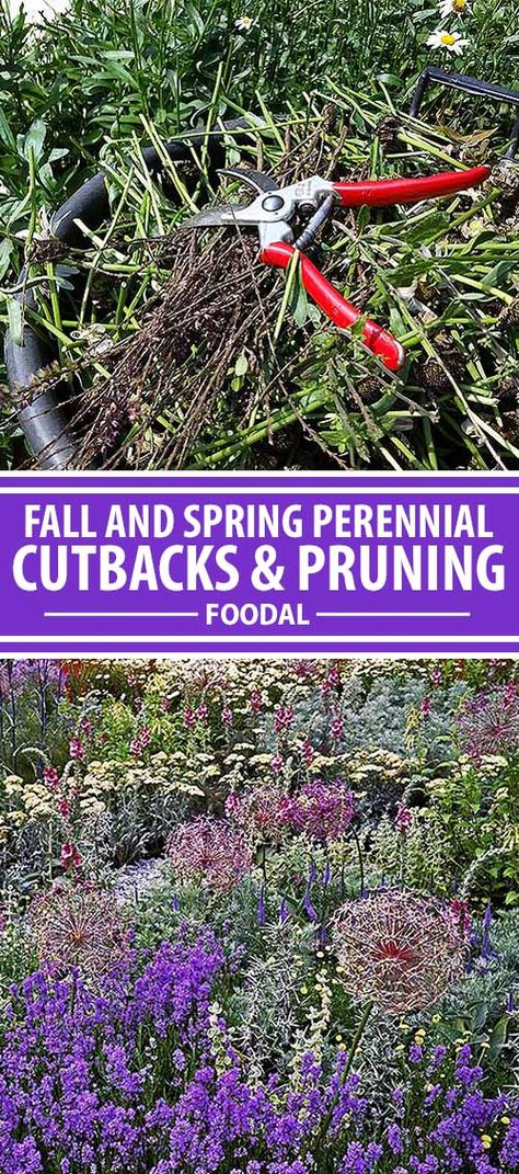 Fall Garden Clean Up, Perennial Flower Garden, Garden Zones, Pnw Gardening, Spring Perennials, Deadheading, Plant Maintenance, Perennial Vegetables, Gardening Design