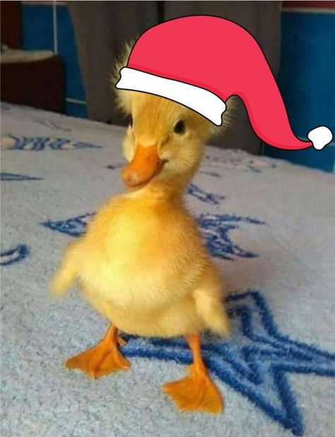 El patito fashion saco una nueva foto de navidad Custom Metal Signs, Christmas Hat, Custom Metal, Bugs, Cute Animals, Sense, Birds, Memes, Animals