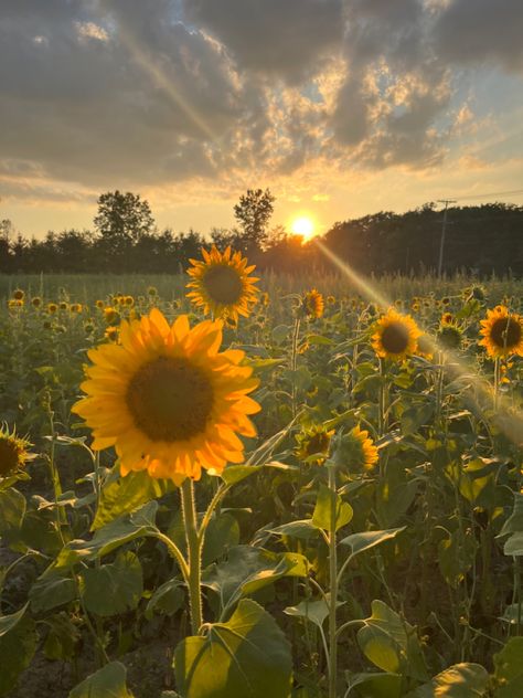 Aesthetic Flowers Sunflower, Aesthetic Photography Flowers, Sun Flower Asethic, Fields Of Flowers Aesthetic, Pretty Sun Pictures, Sunflower Fields Aesthetic, Flower Field Yellow, Wild Flower Field Aesthetic, Wildflower Field Aesthetic