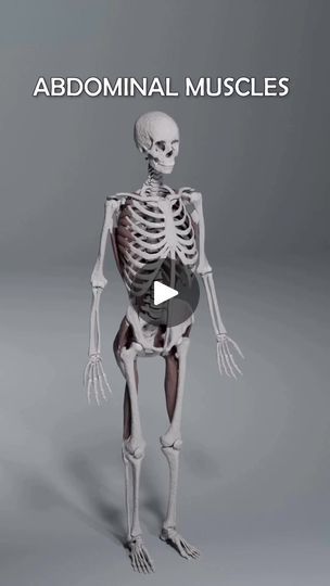 1.5K reactions · 275 shares | These muscles surround our organs and protect them due to the exogenous factors. Muscles are also important for respiratory and digestive systems. Here is the abdominal muscles movement and walls. Animation created: anatomy.of.motion #drmuhammedziya #anatomy #muscles #abdominal #oblique #kas #iskelet #dicoverme #anatomymotion #discover | Muhammed Ziya | Muhammed Ziya · Original audio Abdominal Muscles Anatomy, Anatomy Muscles, Human Body Anatomy, Muscle Anatomy, Body Anatomy, Abdominal Muscles, Digestive System, Respiratory, Muscles