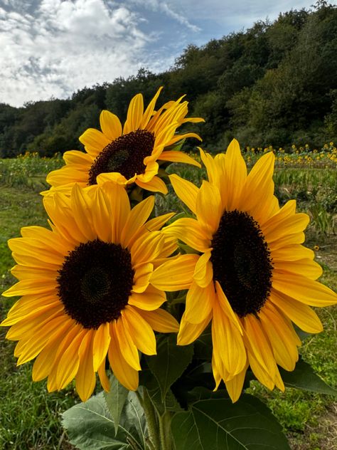 sunflower field #sunflower #field #summer #fall #fresh #aesthetic #flowers #yellow Fresh Aesthetic, Sunflower Patch, Rose Garden Design, Flower Identification, Sunflower Pictures, Sunflower Wallpaper, Flowers Yellow, Aesthetic Flowers, Sunflower Field