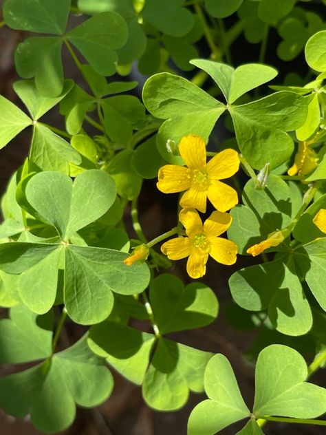 Southern Woodsorrel, sussex wood sorrel (Botanical name: Oxalis dillenii ) Flower Language, Wood Sorrel, Illustration Collage, White Magnolia, Scientific Illustration, Edible Plants, Tree Leaves, Warrior Cats, Reference Photos