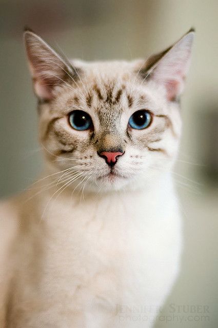 Benji | Jennifer Stuber | Flickr Rare Cats, Söt Katt, Cat Pose, Animal Faces, Siamese Cats, Warrior Cats, Cats Meow, Cat Face, Pretty Cats