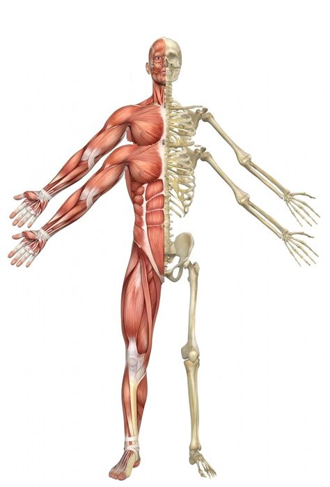 Skeleton Muscles, Arm Anatomy, Arm Drawing, Skeleton Anatomy, Humanoid Creatures, Human Skeleton, Four Arms, Bones And Muscles, Medical Illustration